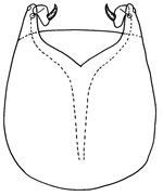 doliodes